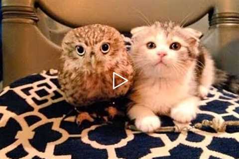 Unlikely Animal Friendships (UNBELIEVABLE!)