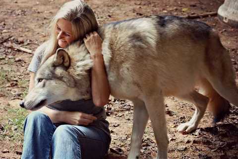 Wolves Likely Were Already Man’s Best Friend Before Dogs, Reveals New Study