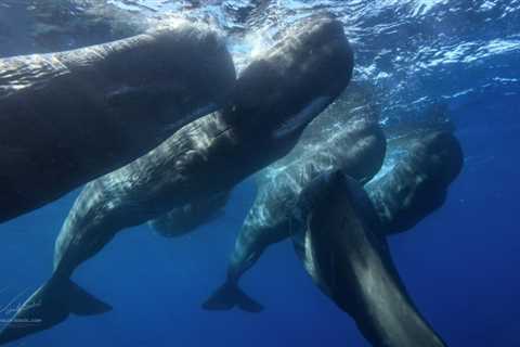 Believed to Be Solitary, Male Sperm Whales Actually Hang With the Boys – In Friendships That Can..