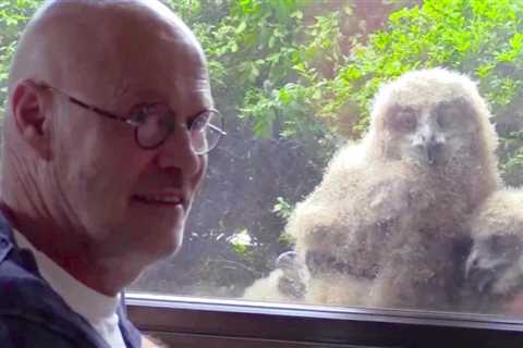 Belgian Man Strikes Up Friendship With Owl Family After They Discover Mutual Love of Television