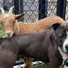 A Dog and Goat Are So Close The Shelter Decides to Only Place Them as a Team