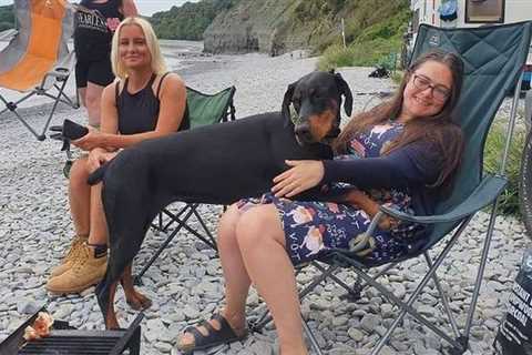 Woman Saved After Her Dog Found a Kidney Donor at the Beach: One-in-22 Million Odds