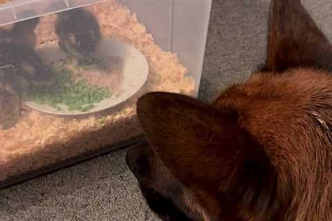 German Shepherd Becomes a Surrogate Dad to Abandoned Ducklings (WATCH)