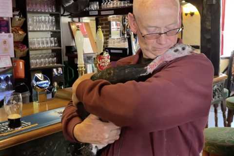 Man Takes His Turkey Everywhere: Inseparable Companions Even In the Pub and Sleeping at Home (Watch)